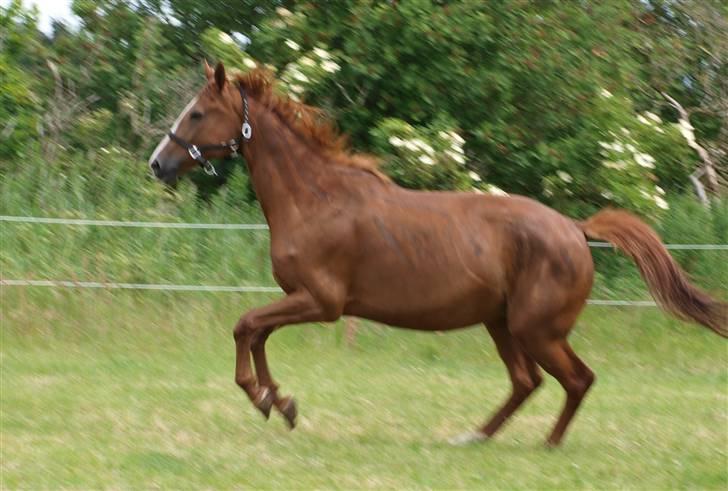Dansk Varmblod RDH Margot SOLGT - Jaaa på fold;) billede 4