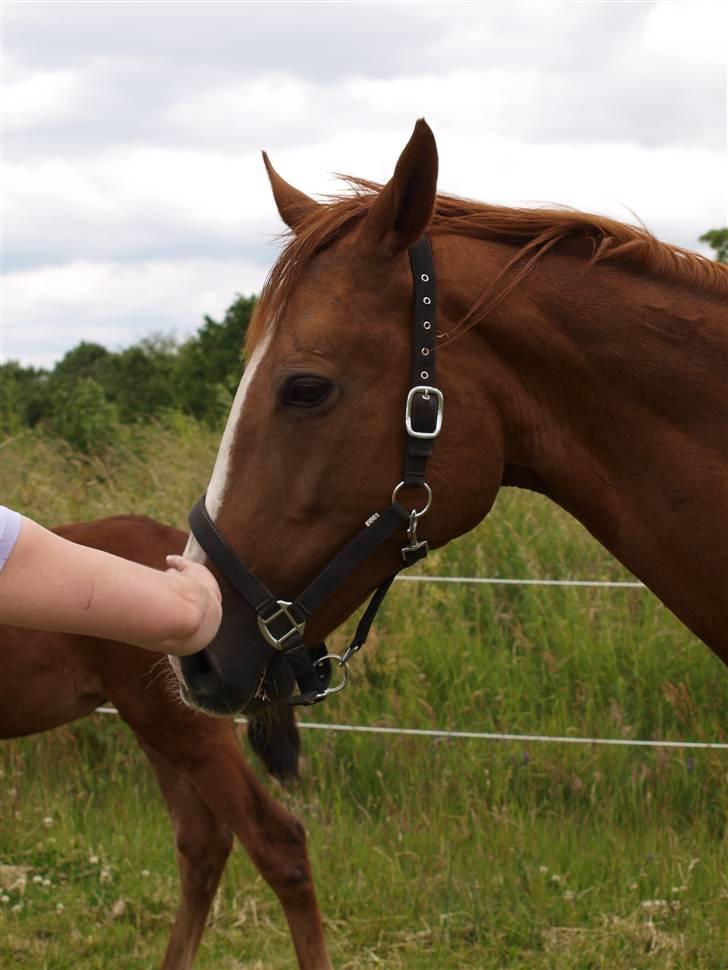 Dansk Varmblod RDH Margot SOLGT billede 5