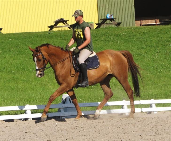 Dansk Varmblod Dritholmgårds Grand Jolie - dressur træning v. christopher bitsch:)  billede 16