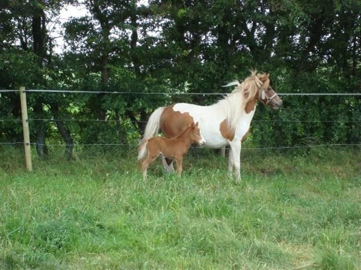 Anden særlig race Signe - Signe har fået føl. En lille hoppe. billede 17