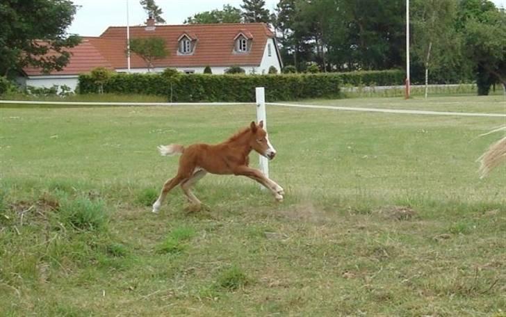 Anden særlig race Signe - Signe har fået føl. En lille hoppe. billede 18