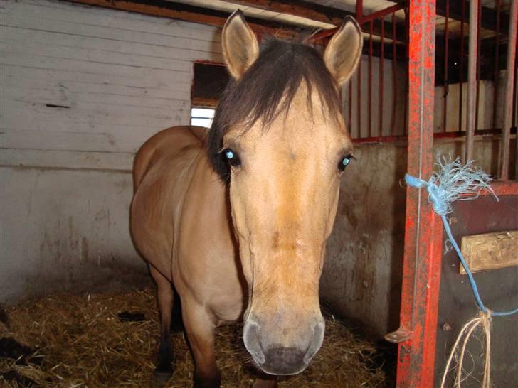 Anden særlig race honey *gammel part* - velkommen til Honeys profil<3 billede 1