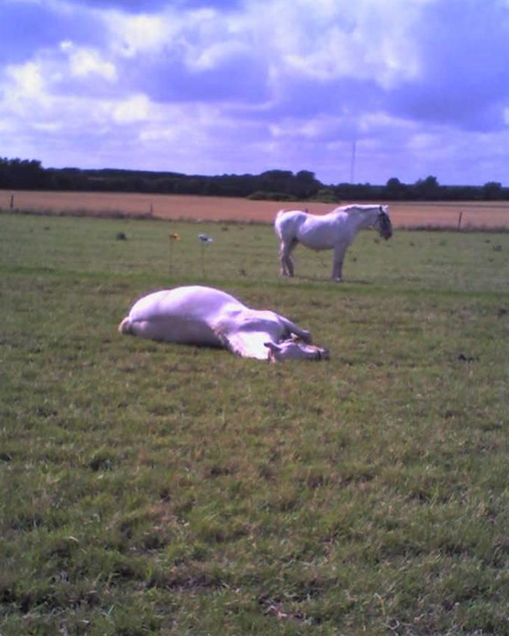 Anden særlig race Pilgrim R.I.P - 2008 sommergræs hvor han likker og sover. Hans sidste sommergræs [fotograf : mig] billede 17