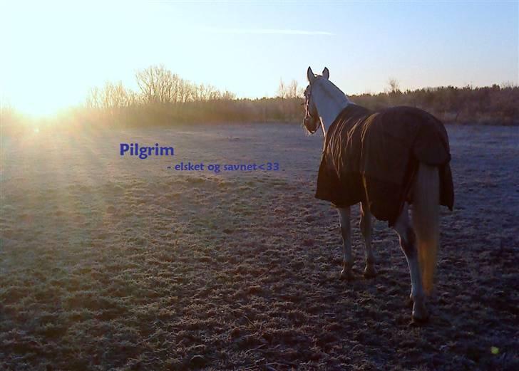Anden særlig race Pilgrim R.I.P - Farvel Pilgrim. <33 Dejlig dreng du vil altid værei mit hjerte. billede 20