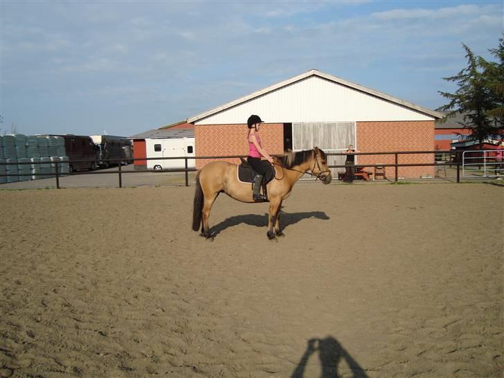 Anden særlig race honey *gammel part* - på undendørs springbane<3 springer bare ikke billede 4