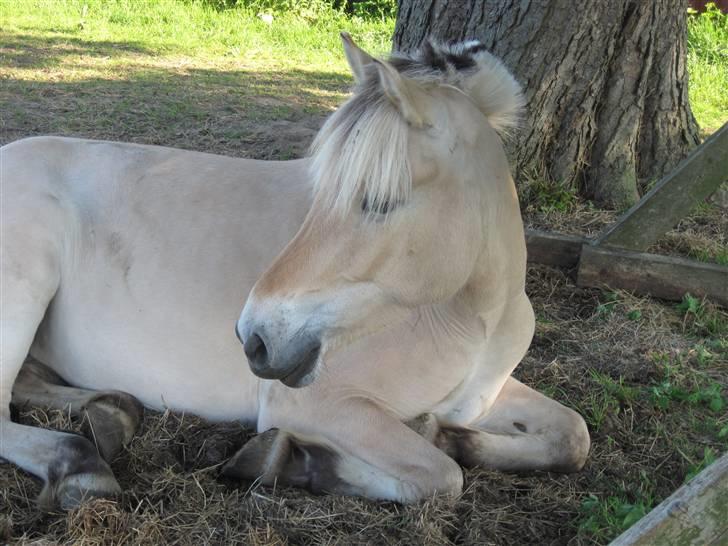 Fjordhest Bibi  - The wind of heaven is that which blows between a horse&#39;s ears. billede 10