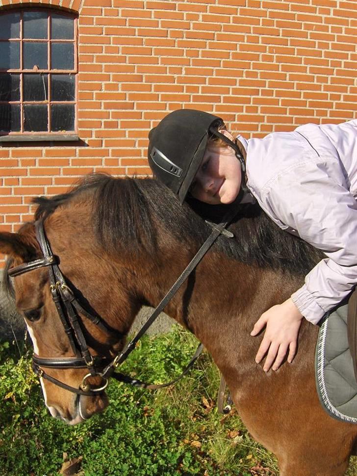 Hollandsk Sportspony Lybra - Fru Brun jeg elsker dig af hele mit hjerte<3 billede 16