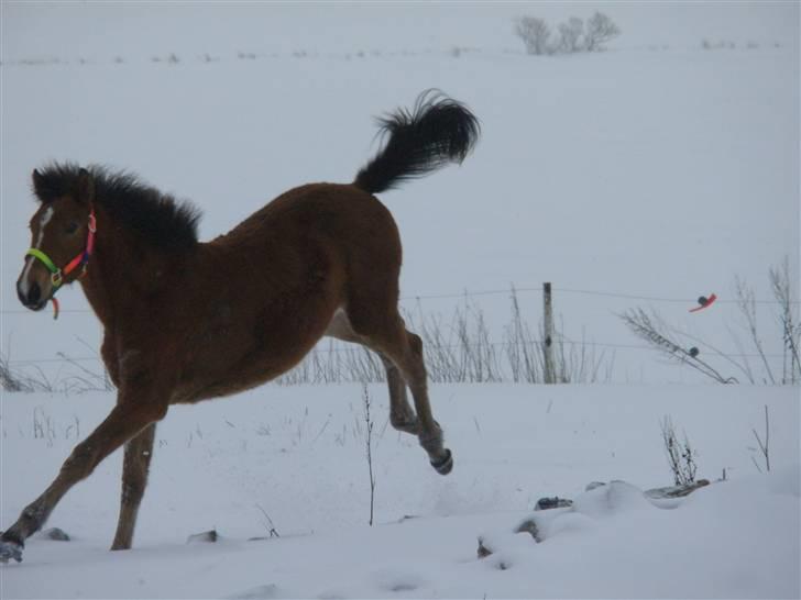 Anden særlig race Dyssegaardens Ameidy † - 31. jan. 2010 hulahopspring i sneen. billede 9