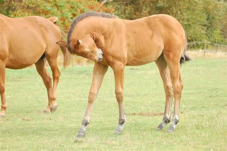 Anden særlig race Dyssegaardens Ameidy † - Det klør! billede 10