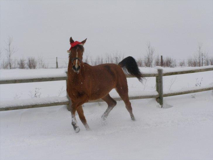 Anden særlig race Dyssegaardens Ameidy † - Leg i sneen. 27-11-2010  billede 11