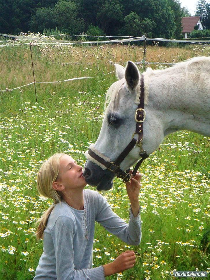 Arabisk fuldblod (OX) Progres  - I will always love you, and i will never forget you 
(Han står nu i Jylland hos sin ejer Sarah Hartwell)  billede 17