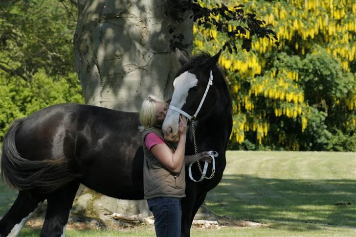 Shire Dazzling Lady Lara billede 17