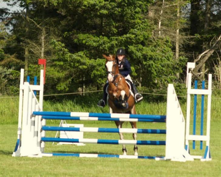 Welsh Pony (sec B) Horatio Aka Missy (solgt) - mb billede 10