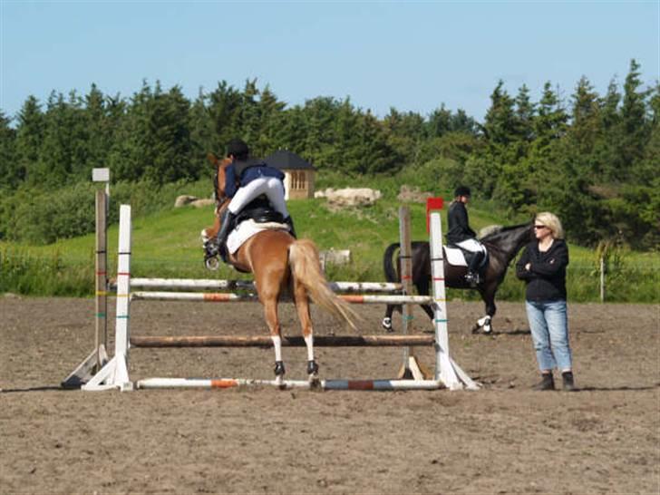 Welsh Pony (sec B) Horatio Aka Missy (solgt) - lidt fra opvarmningen billede 18