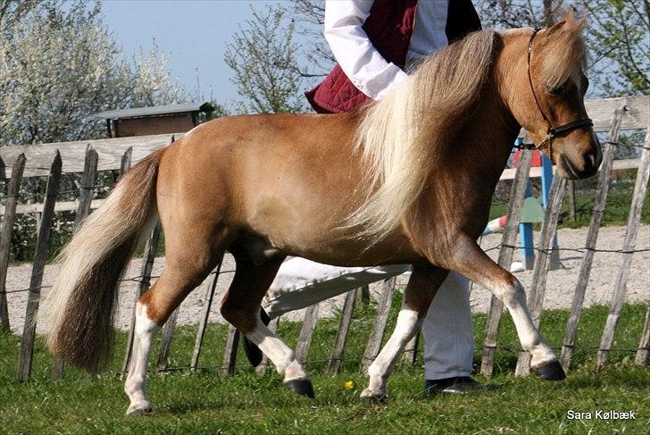 Dansk Miniature Askjærlund´s Oscar - Billedet er taget af Sara Kølbæk. Jeg har fået billederne til eget brug billede 1