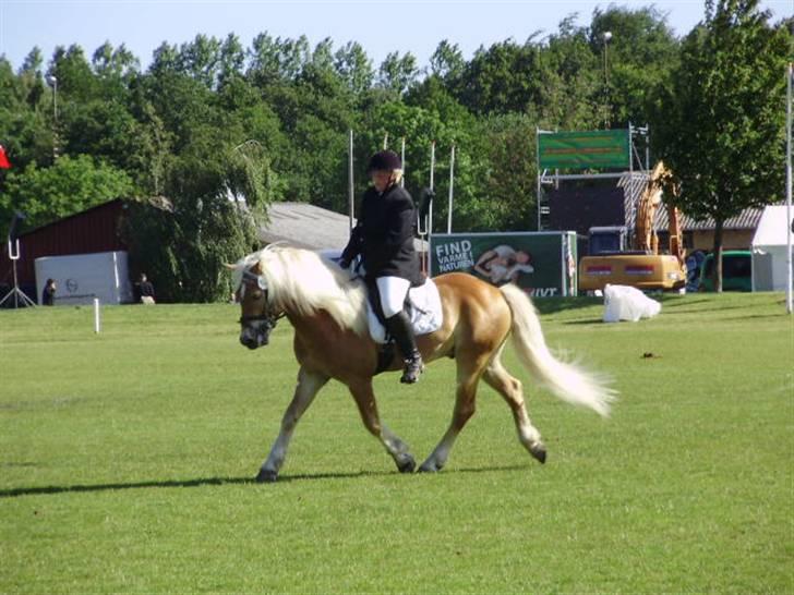 Haflinger Anders Lindegaard HINGST R.I.P billede 8