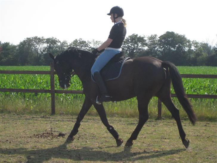 Oldenborg Tamara Sejr  billede 7