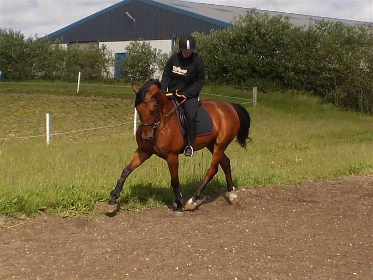 Dansk Varmblod Benny billede 11