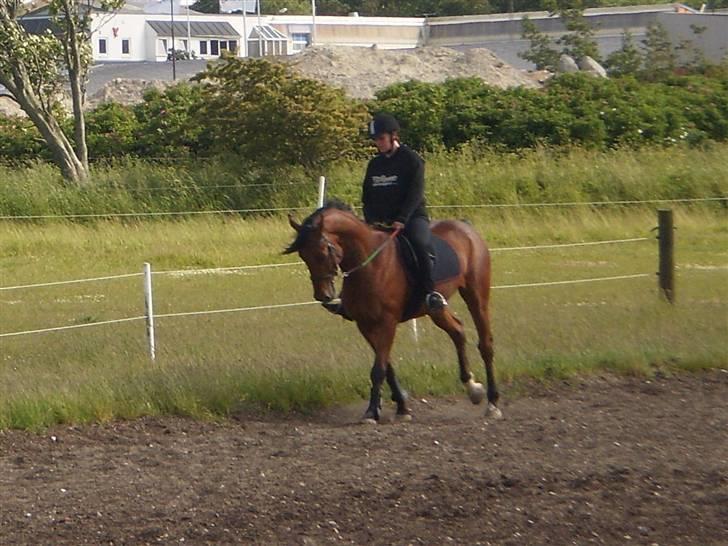 Dansk Varmblod Benny billede 12