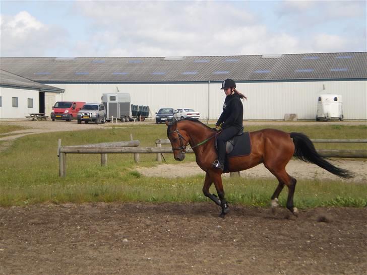 Dansk Varmblod Benny billede 13