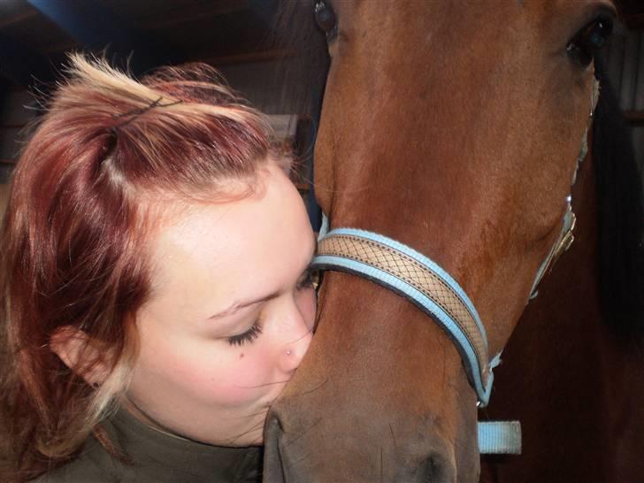 Dansk Varmblod Benny billede 14