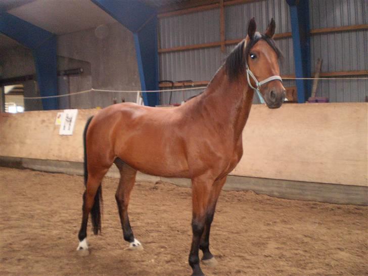 Dansk Varmblod Benny billede 15