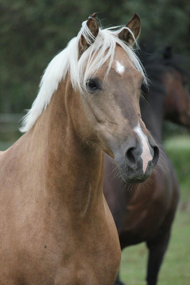 Palomino Selena  - Smukke pony, d. 4 Aug 2010 - På fold med Scarlett :-) - Taget af Horsepictures.dk billede 19