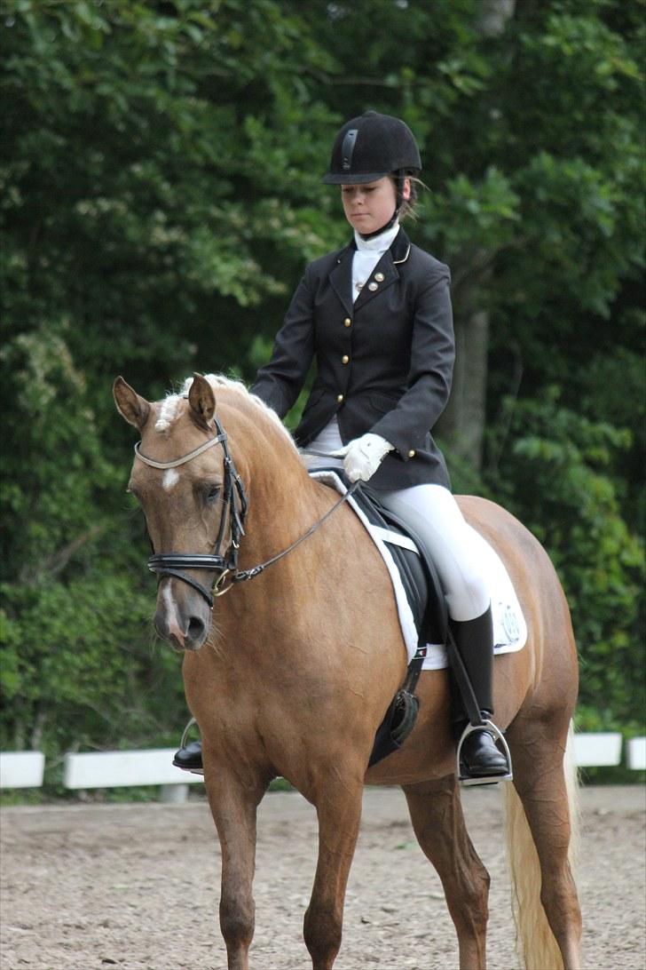 Palomino Selena  - Hilsen i la4 :-).  billede 20