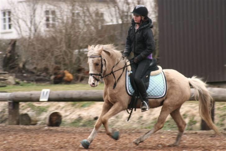 Palomino Nathalie *solgt* gl. part - The night has reached it's end, we can't pretend. We must run, it's time to run. Take us away from here, protect us from further harm. Resistance<3 billede 20