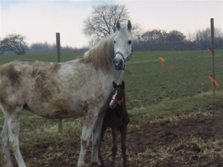 Anglo Araber (AA) Fanni billede 4