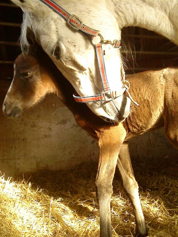 Anglo Araber (AA) Fanni - Fanni og Fairy Tale, endelig efter 3 år. billede 6
