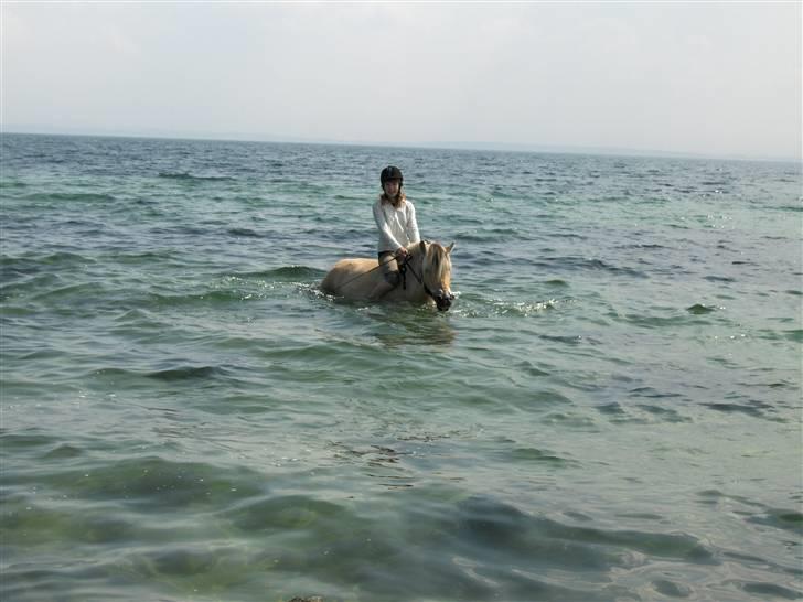 Fjordhest Tor - Sommeren 2008 ;b badede ved familien Gammelmarks strand sammen med ´Rida´ og Buch ;b billede 19