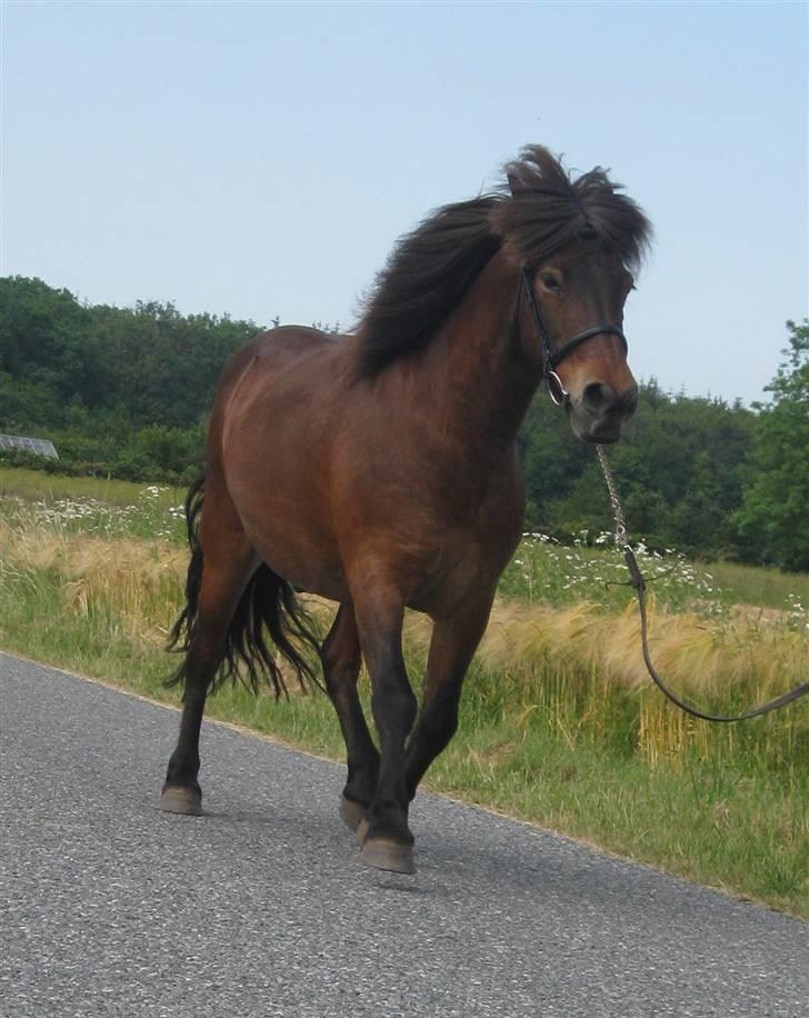 Islænder Flugfaxi fra Solkær - Her i en udefinerbar gangart ;b billede 14