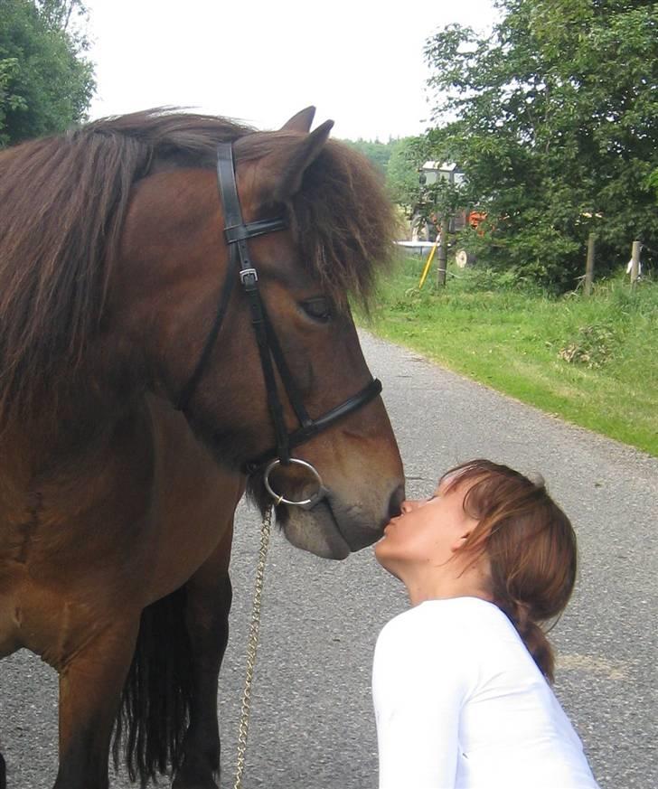 Islænder Flugfaxi fra Solkær - Søde mule :D billede 15