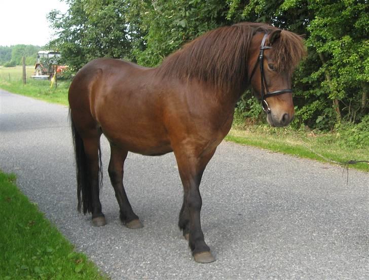 Islænder Flugfaxi fra Solkær - Fuld figur billede 16