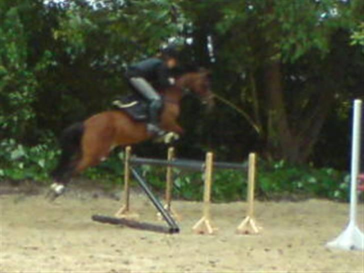 Anden særlig race Nørremarks Dunja billede 1