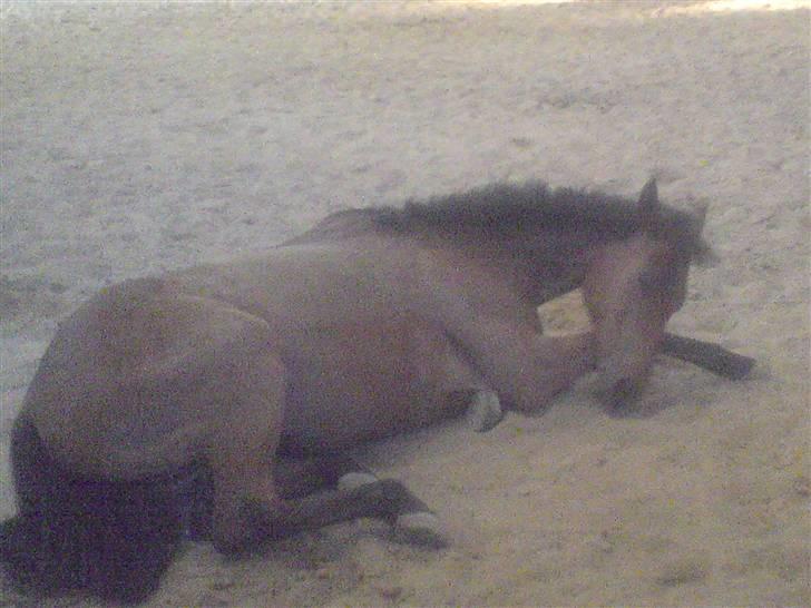 Anden særlig race Nørremarks Dunja billede 2