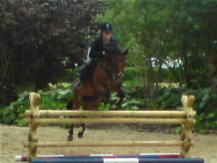 Anden særlig race Nørremarks Dunja billede 4