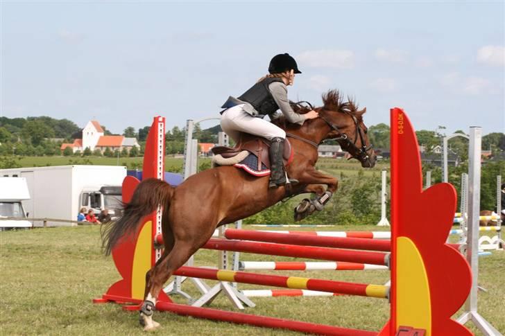 Welsh Pony (sec B) ulan (røde<3) - lb en bom første lb billede 8