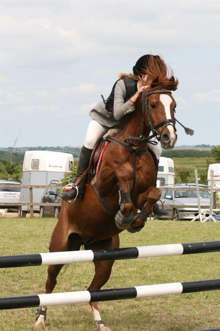 Welsh Pony (sec B) ulan (røde<3) - lc 1.plads billede 9