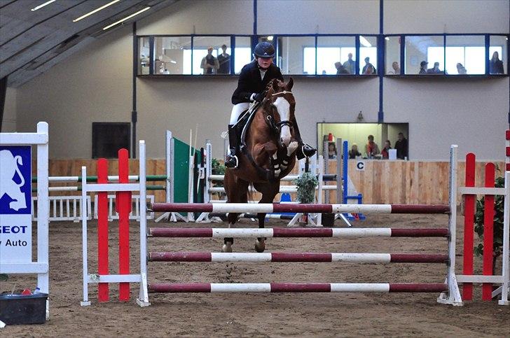 Welsh Partbred (Sec F) Indrino - Rille og jeg i vores første U-LC eller LC <3 billede 1