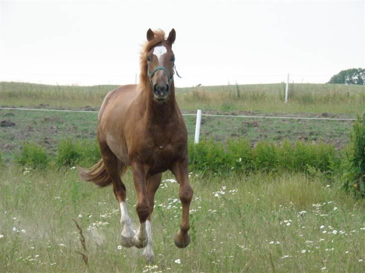 Trakehner Prins Ib Firfod - Pif der gallopere mig i møde :D <3 billede 2