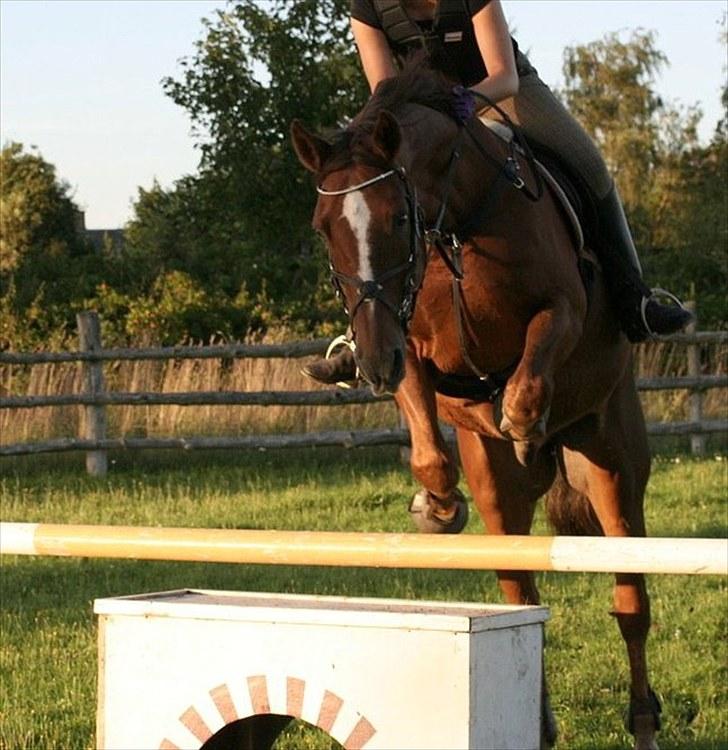 Dansk Varmblod Sprudalshøjs Guvanør - Taget af Camilla Lauridsen billede 3