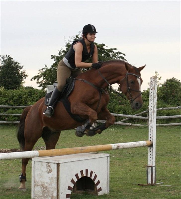 Dansk Varmblod Sprudalshøjs Guvanør - Taget af Camilla Lauridsen billede 4