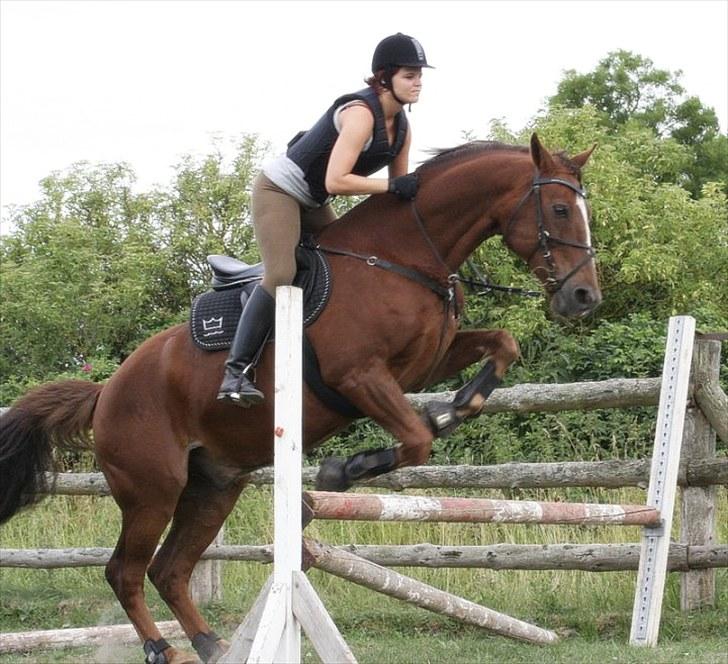 Dansk Varmblod Sprudalshøjs Guvanør - Taget af Camilla Lauridsen billede 6