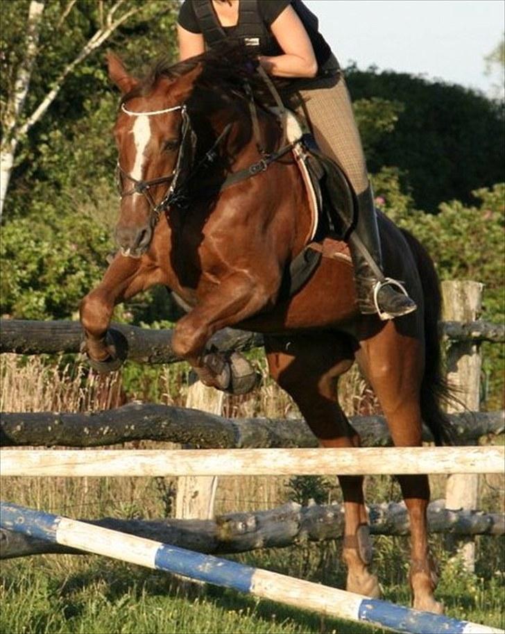 Dansk Varmblod Sprudalshøjs Guvanør - Taget af Camilla Lauridsen billede 7