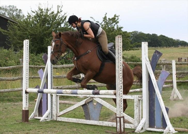 Dansk Varmblod Sprudalshøjs Guvanør - Taget af Camilla Lauridsen billede 8
