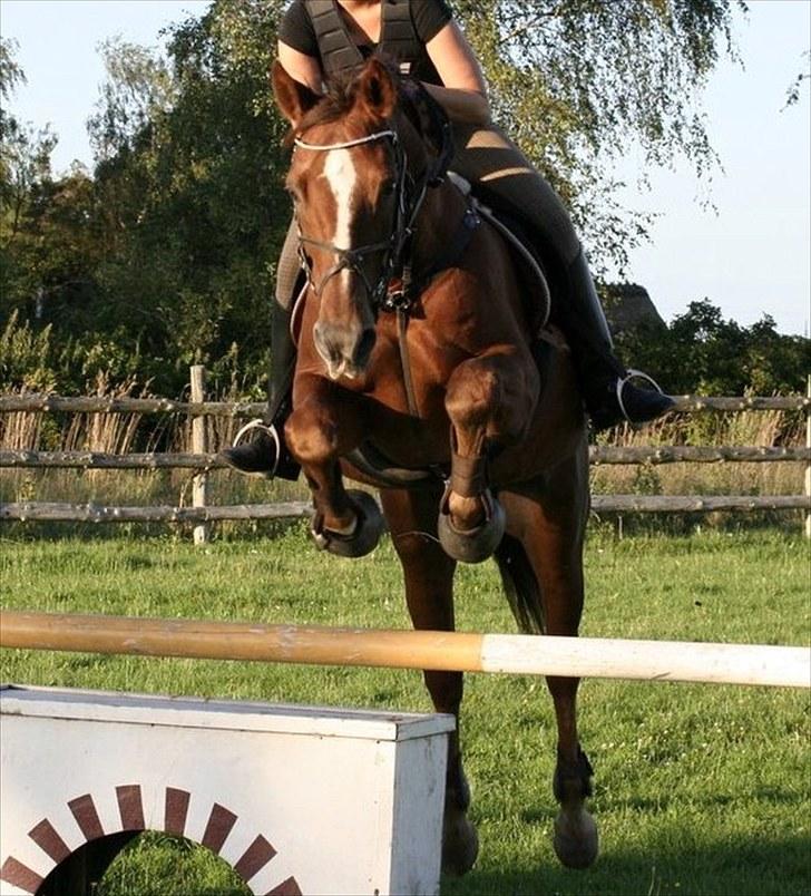 Dansk Varmblod Sprudalshøjs Guvanør - Taget af Camilla Lauridsen billede 9