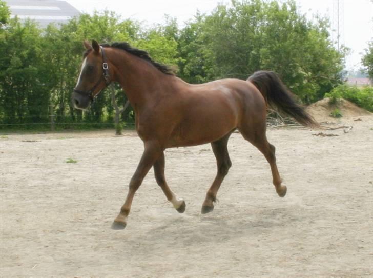 Dansk Varmblod Sprudalshøjs Guvanør - Taget af Camilla Lauridsen billede 10