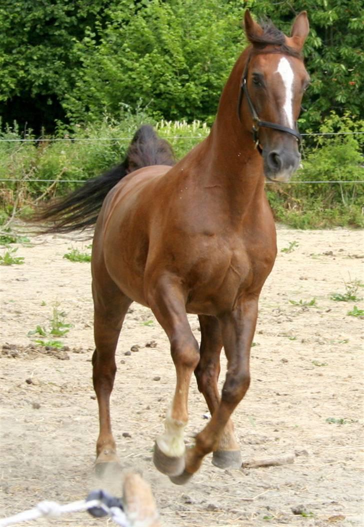 Dansk Varmblod Sprudalshøjs Guvanør - Taget af Camilla Lauridsen billede 11